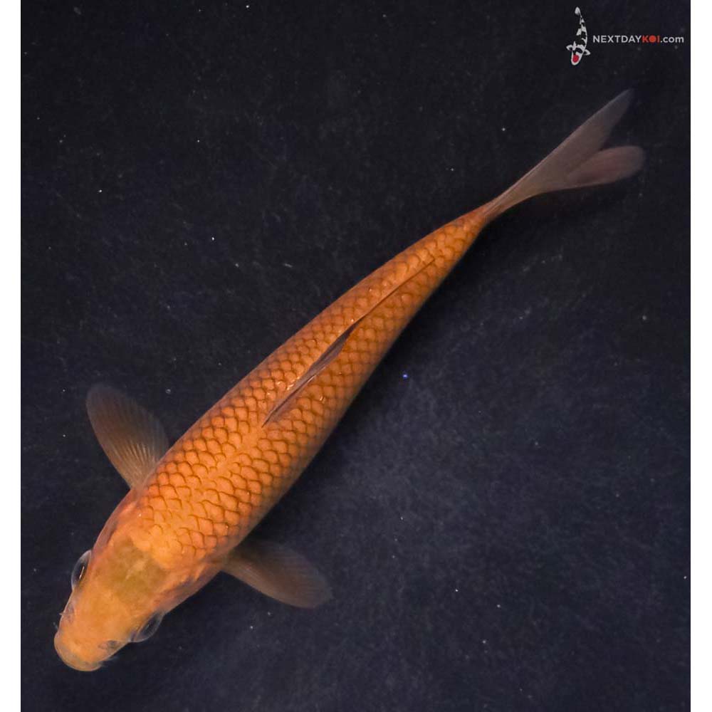 4.5” Imported Chagoi