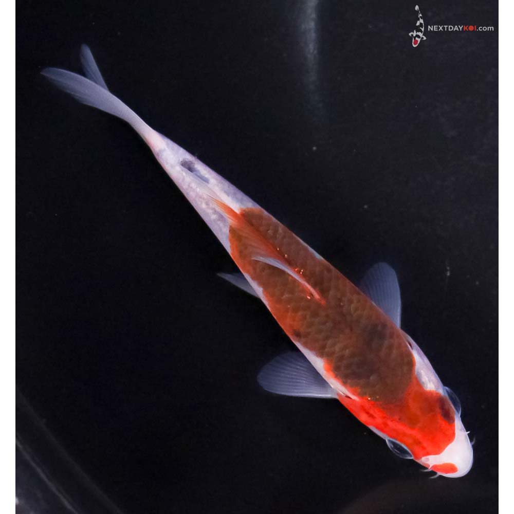 4.5” Imported Goromo