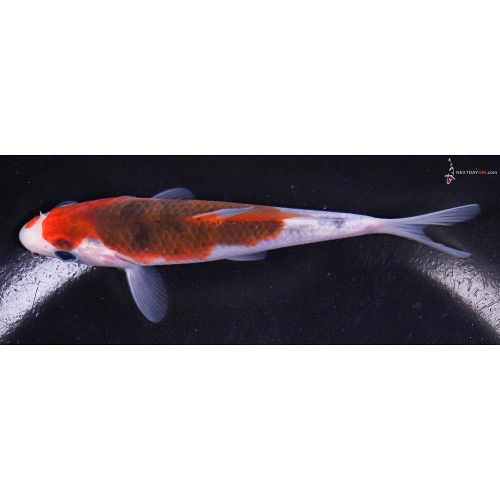 4.5” Imported Goromo