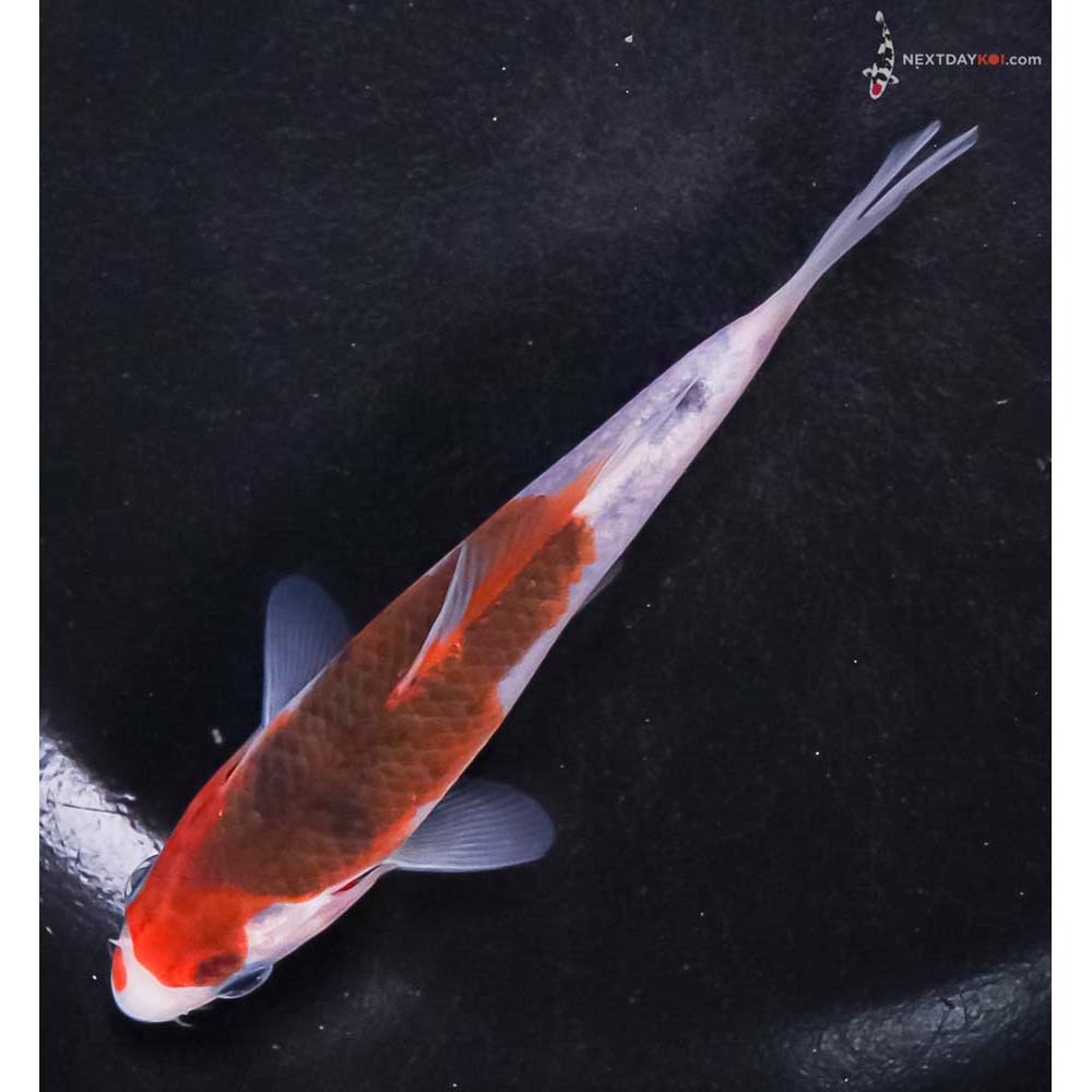 4.5” Imported Goromo