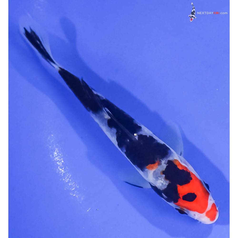 4.5” Imported Sanke