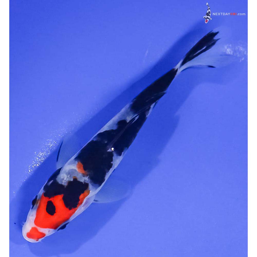 4.5” Imported Sanke