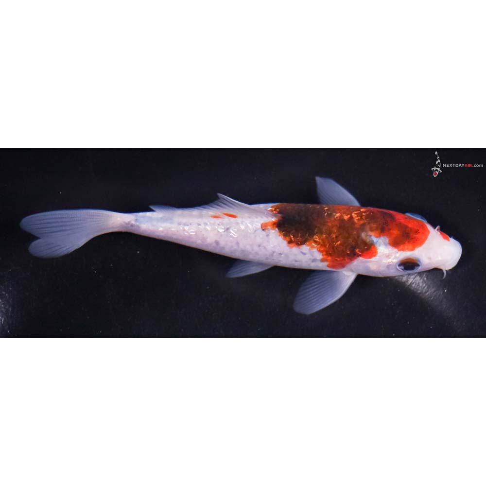 5” Imported Gin Rin Goromo