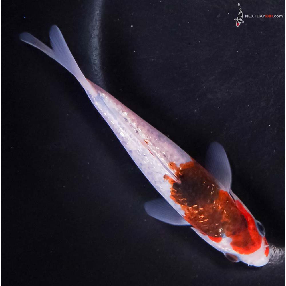 5” Imported Gin Rin Goromo