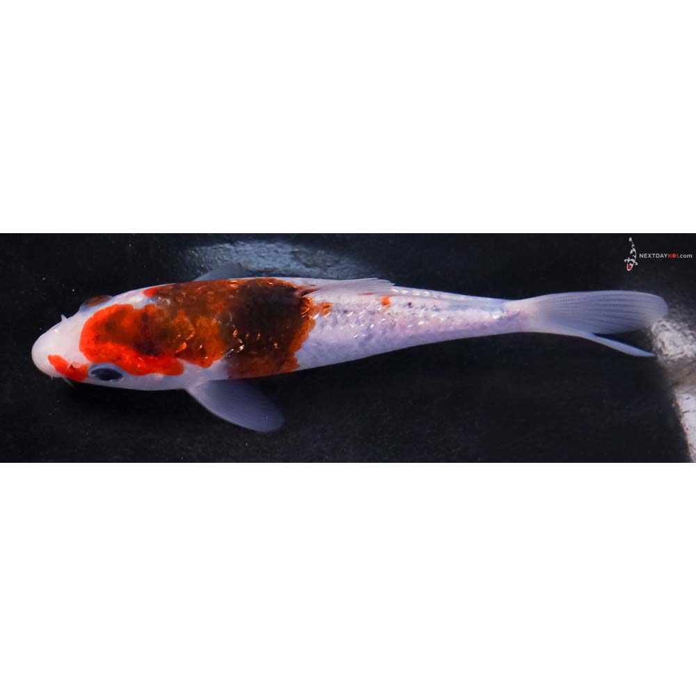 5” Imported Gin Rin Goromo