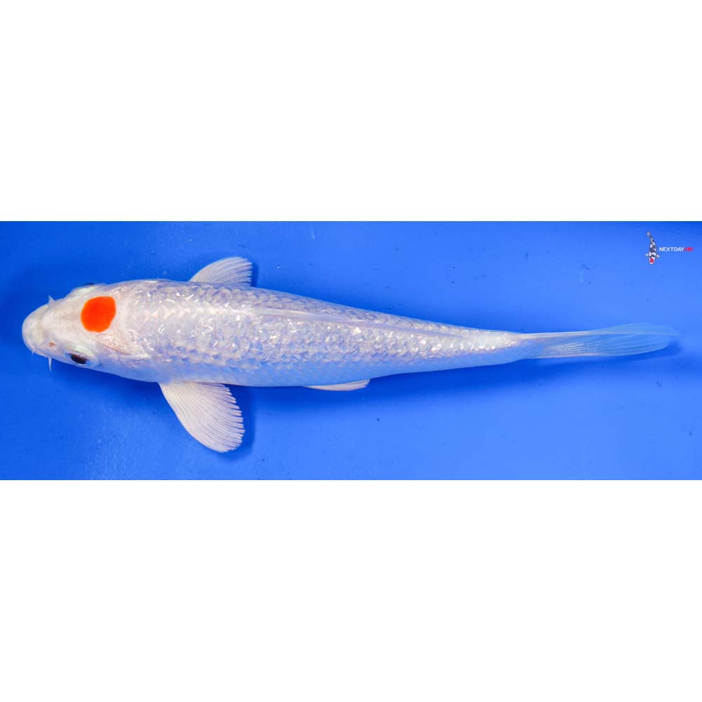 5.5” Imported Gin Rin Tancho Hariwake