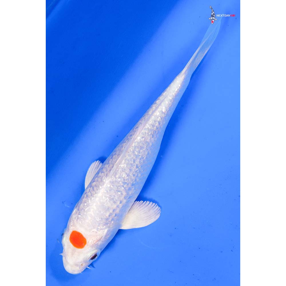5.5” Imported Gin Rin Tancho Hariwake