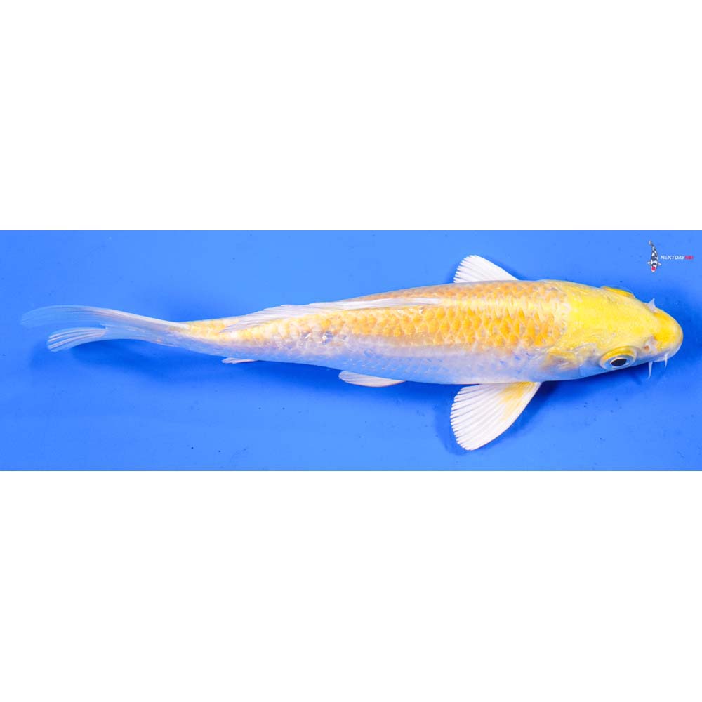 6” Imported Lemon Hariwake