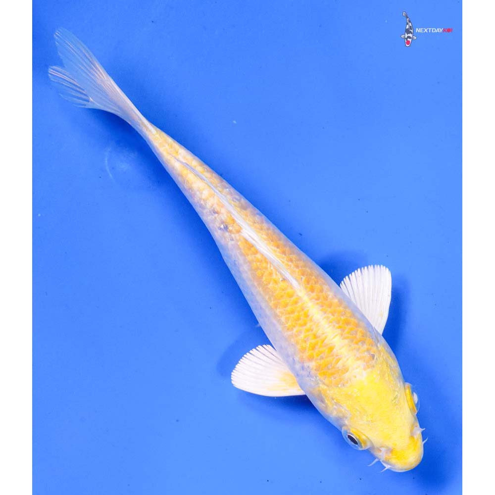 6” Imported Lemon Hariwake