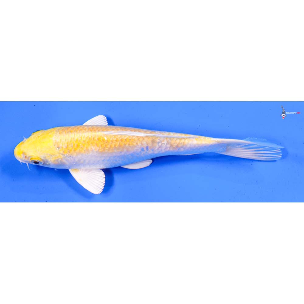 6” Imported Lemon Hariwake