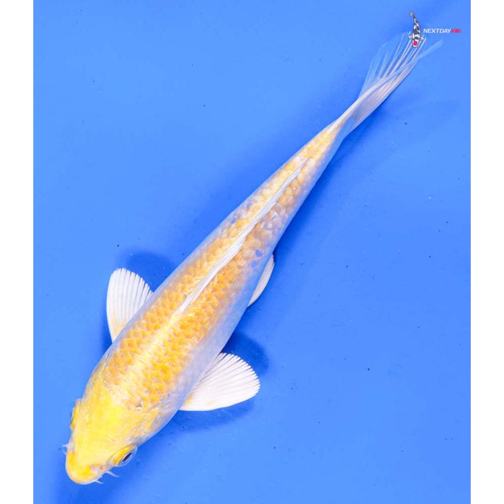 6” Imported Lemon Hariwake