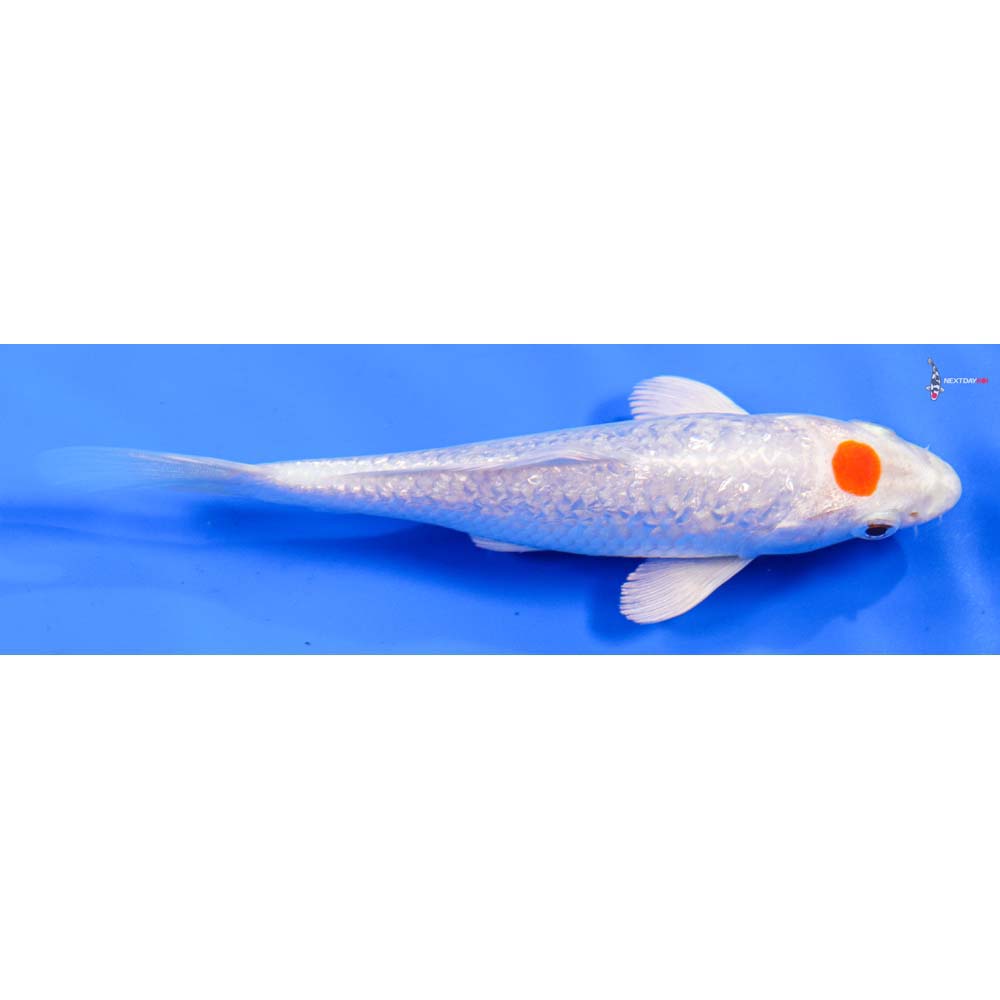 5.5” Imported Gin Rin Tancho Hariwake