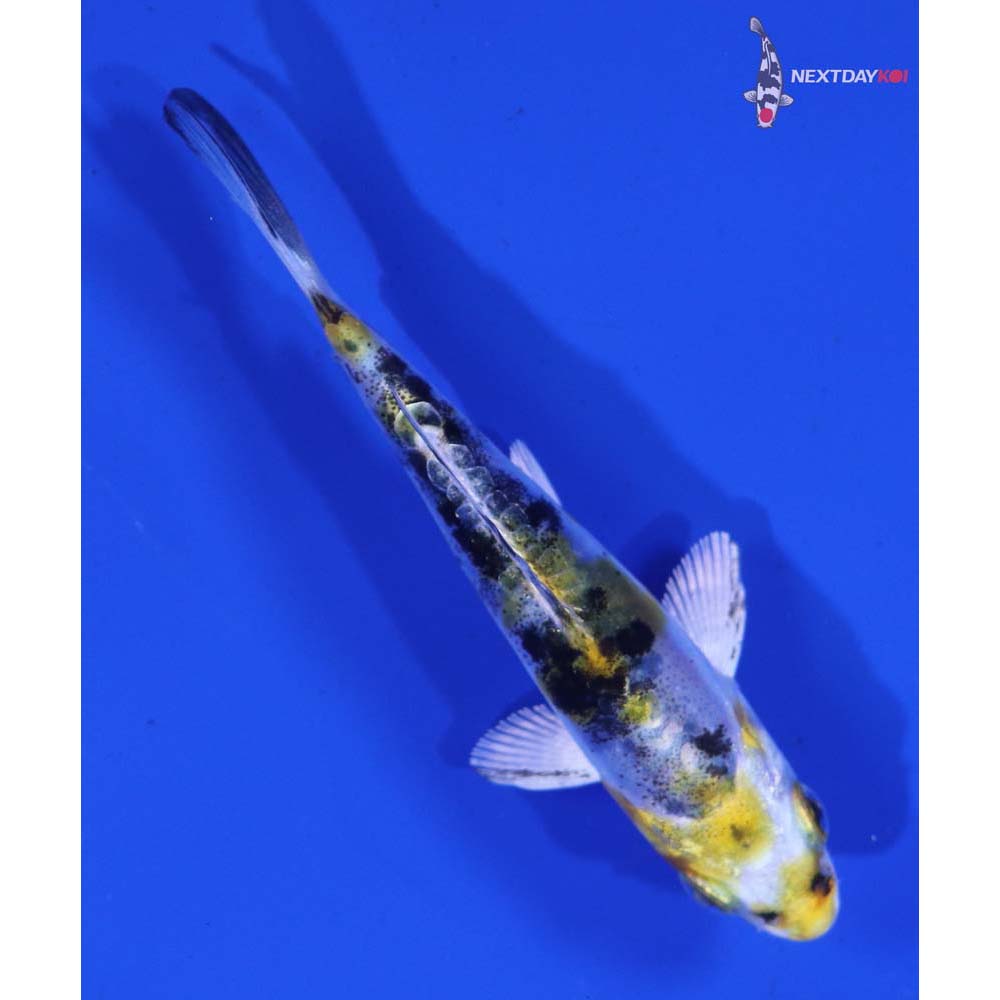 3.5” Imported Heisei Nishiki