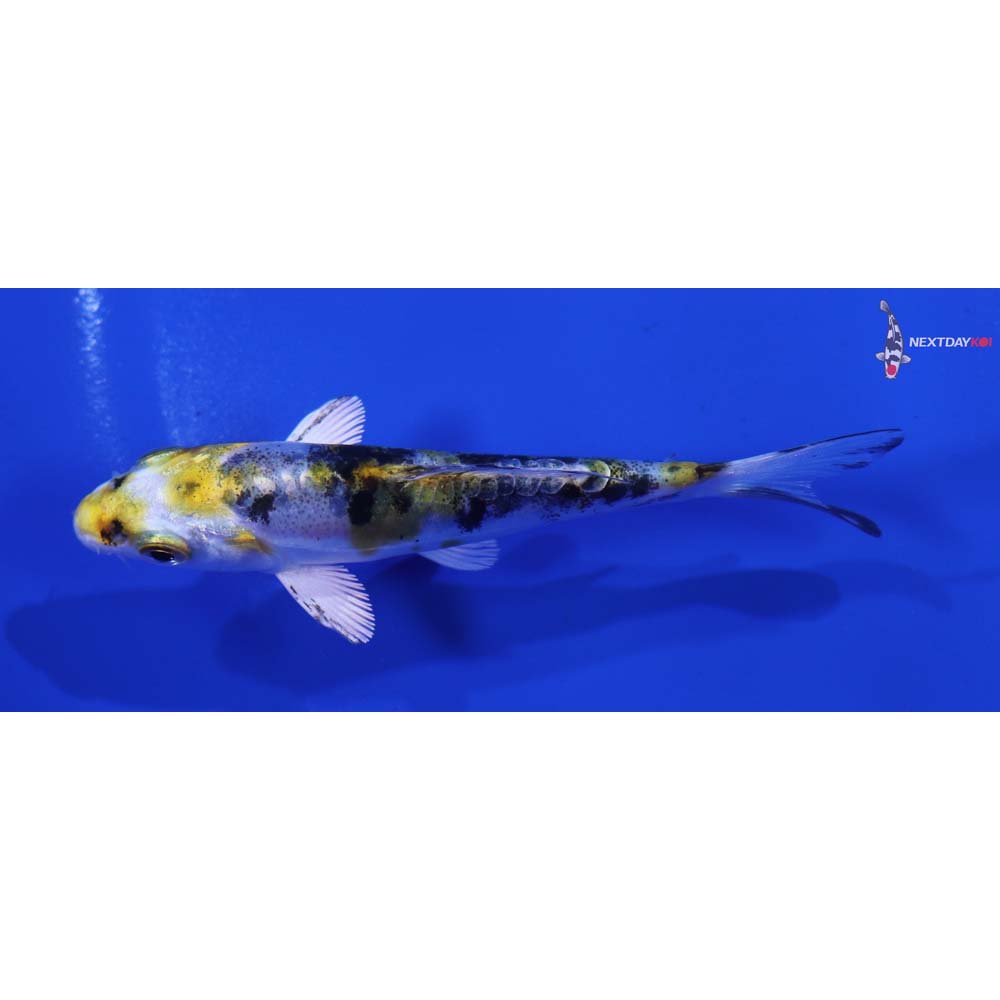 3.5” Imported Heisei Nishiki