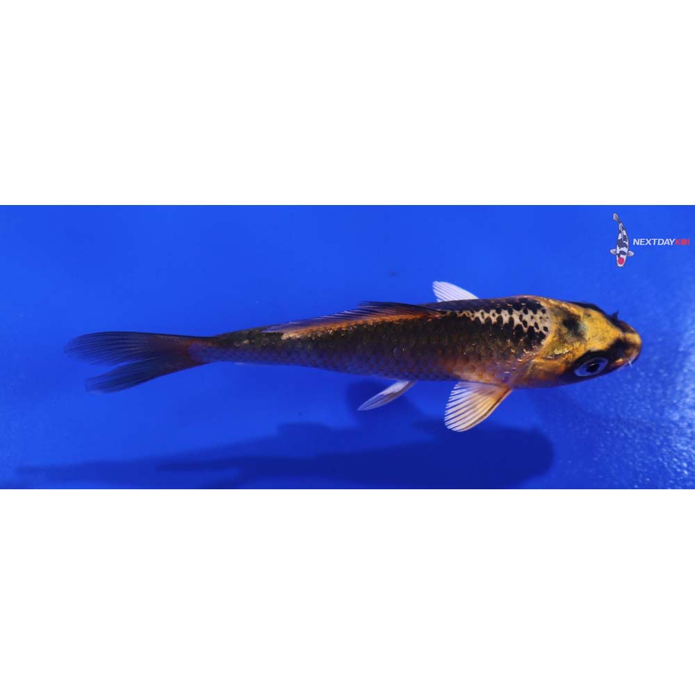 3.5” Imported Orenji Matsuba