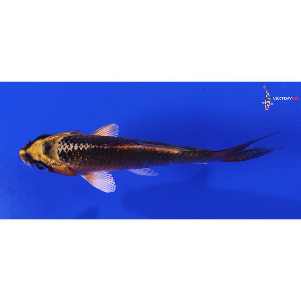 3.5” Imported Orenji Matsuba