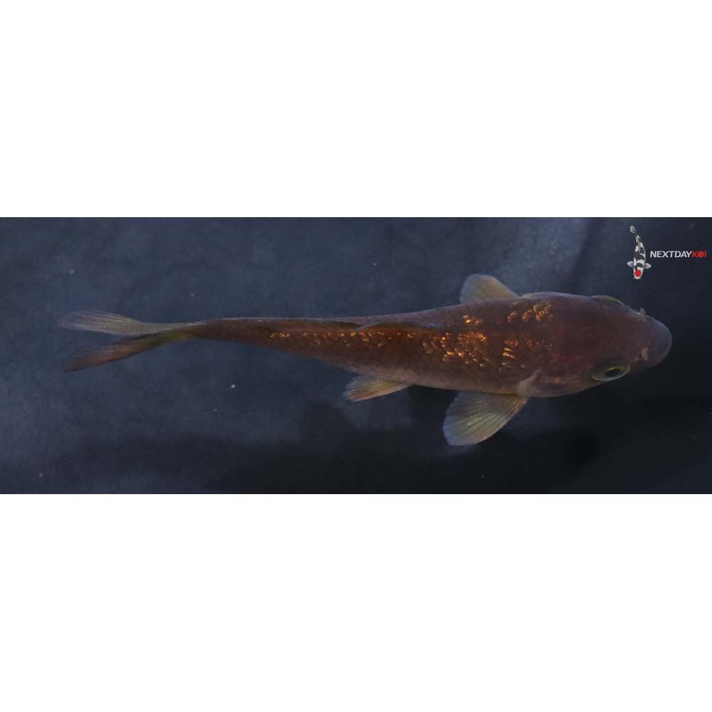 3.5” Imported Gin Rin Chagoi