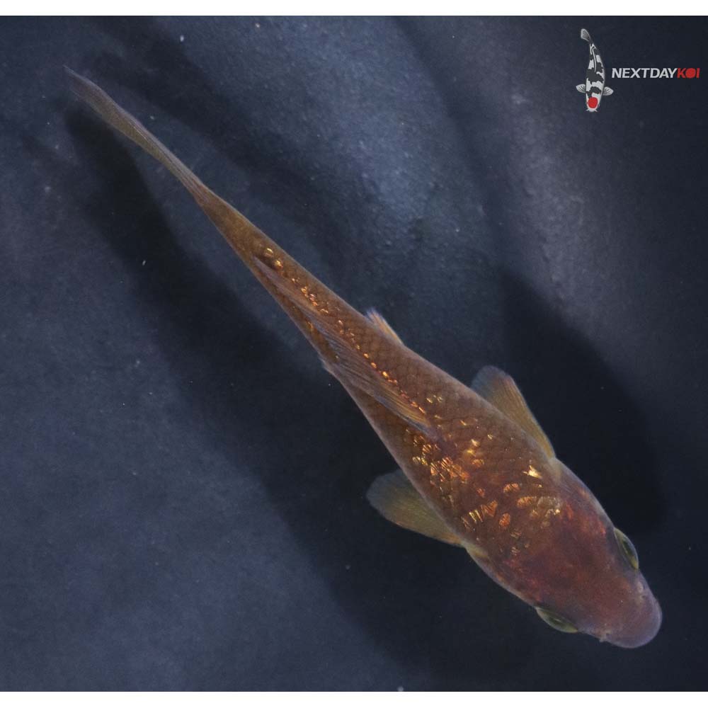 3.5” Imported Gin Rin Chagoi