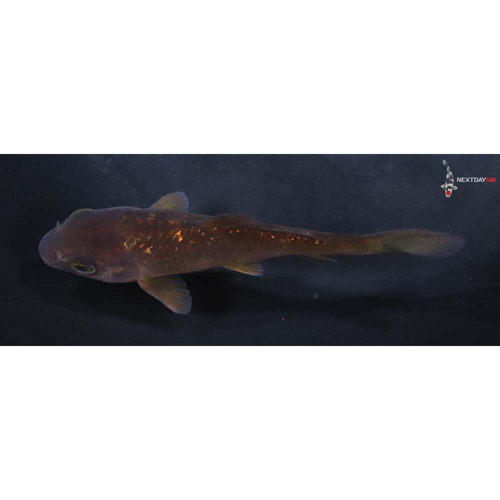 3.5” Imported Gin Rin Chagoi