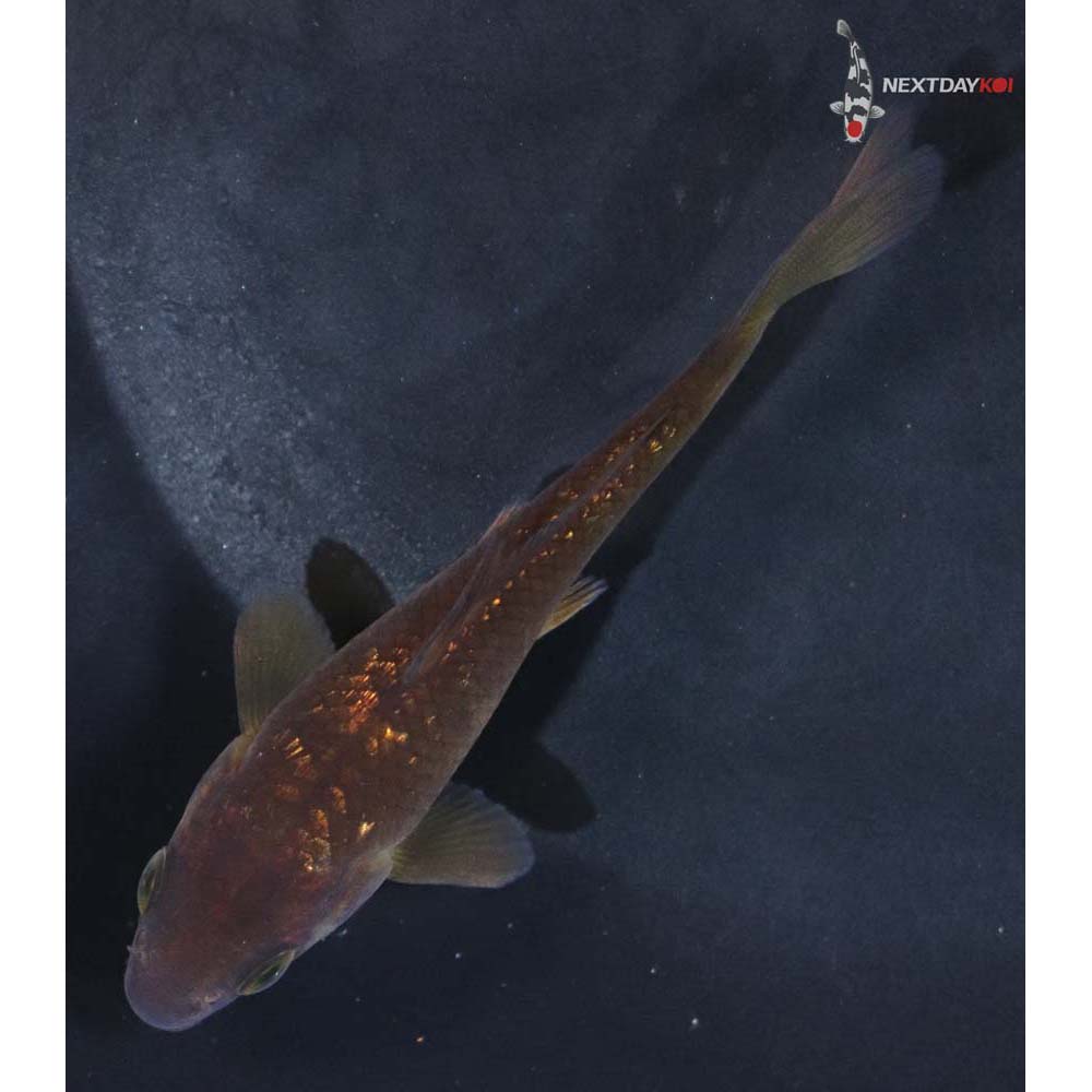 3.5” Imported Gin Rin Chagoi