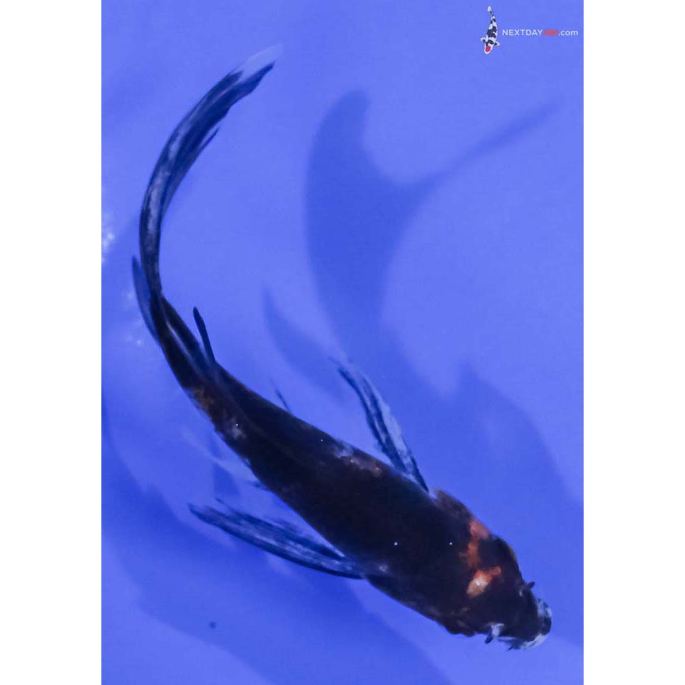 4” Imported Sanke Butterfly Koi