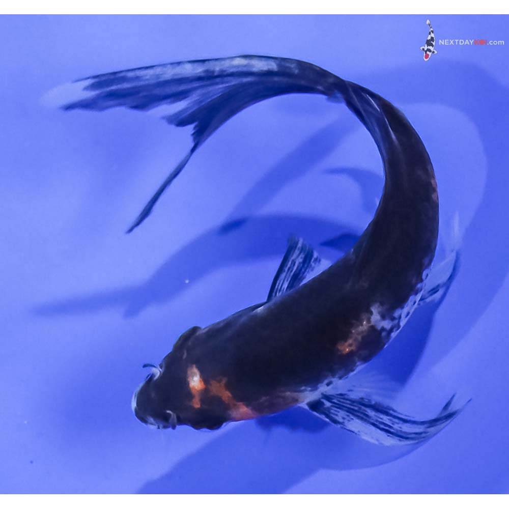 4” Imported Sanke Butterfly Koi