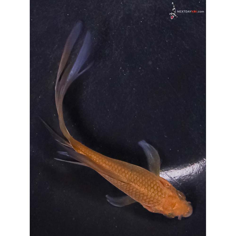 4” Imported Chagoi Butterfly Koi