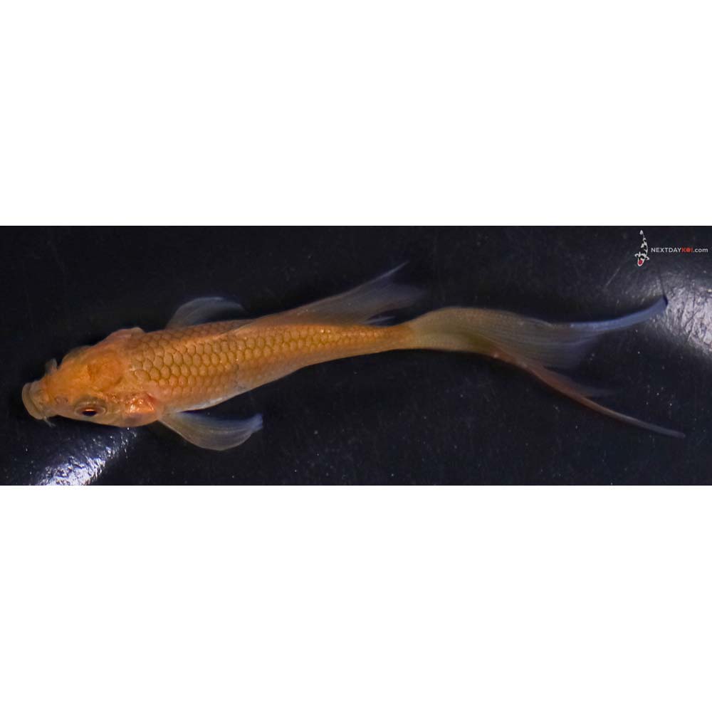 4” Imported Chagoi Butterfly Koi