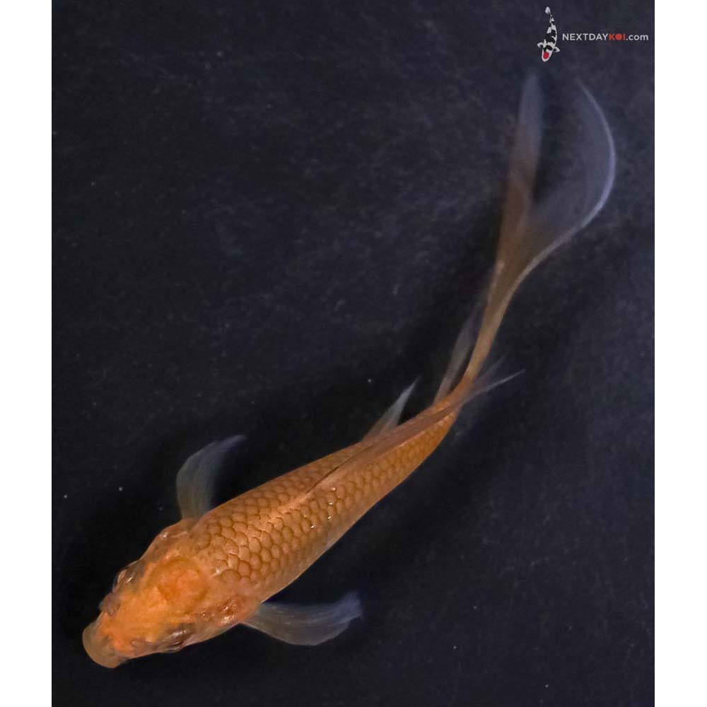 4” Imported Chagoi Butterfly Koi
