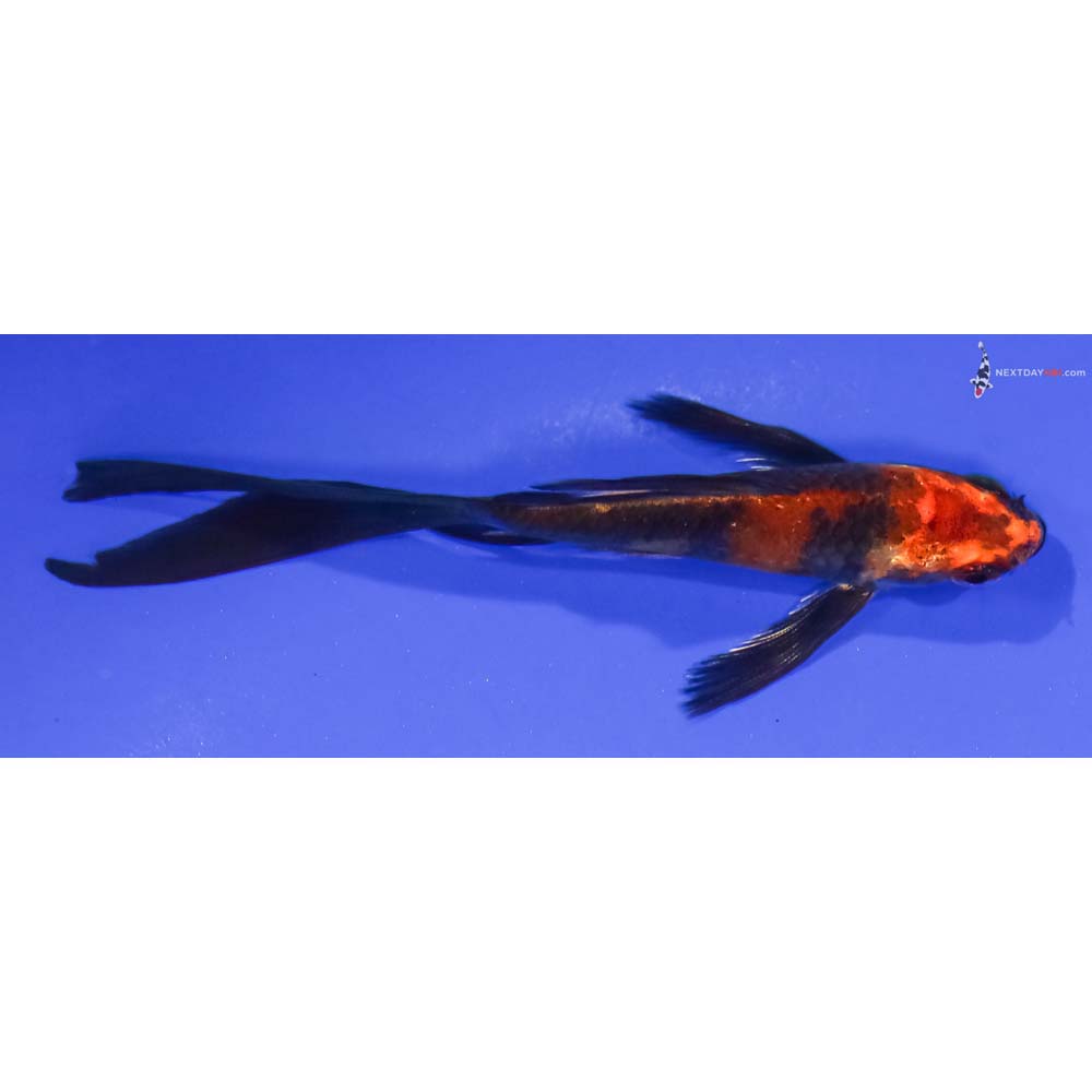 4.5” Imported Kin Hi Utsuri Butterfly Koi