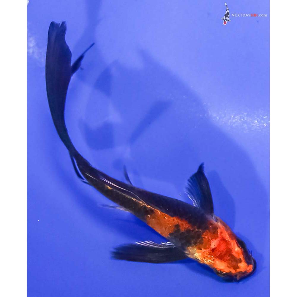 4.5” Imported Kin Hi Utsuri Butterfly Koi