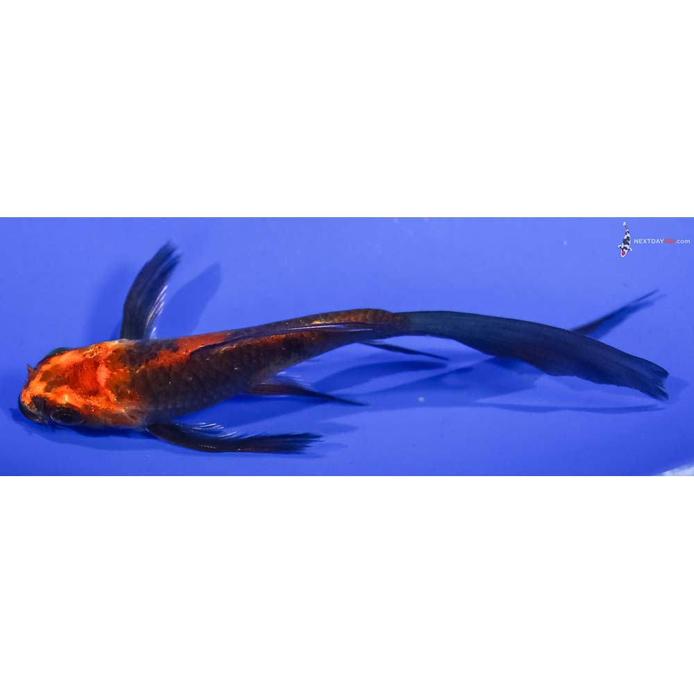 4.5” Imported Kin Hi Utsuri Butterfly Koi