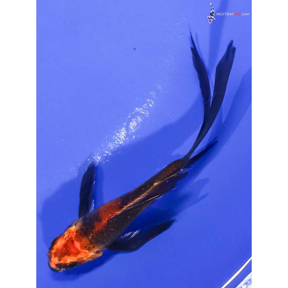 4.5” Imported Kin Hi Utsuri Butterfly Koi