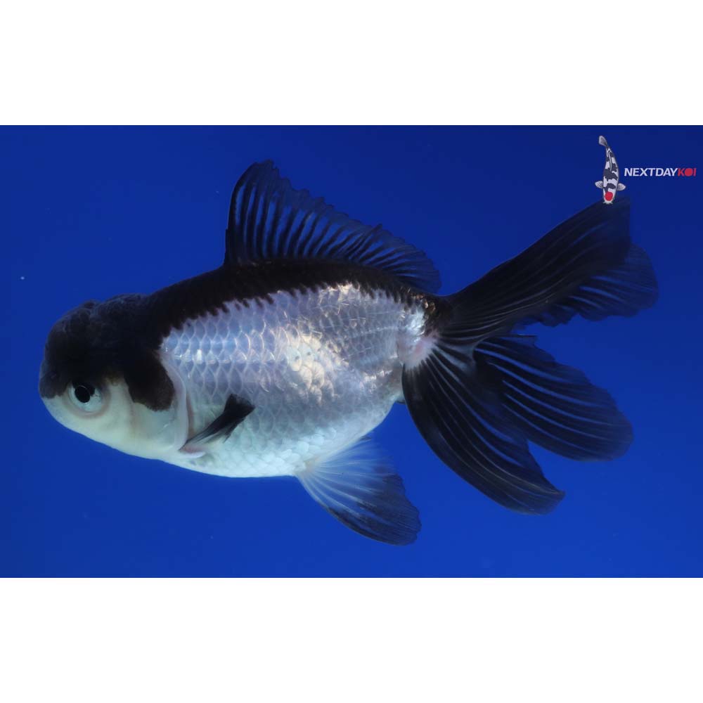 4” Imported Panda Oranda