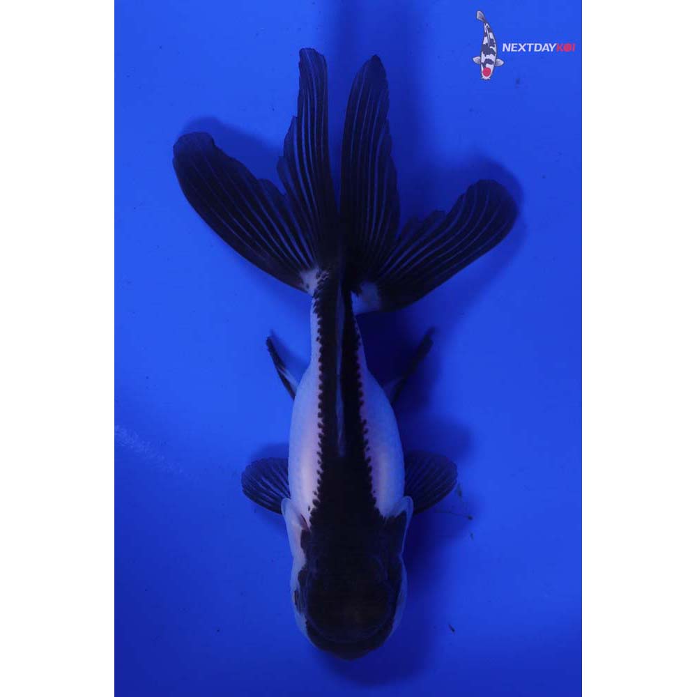 4” Imported Panda Oranda