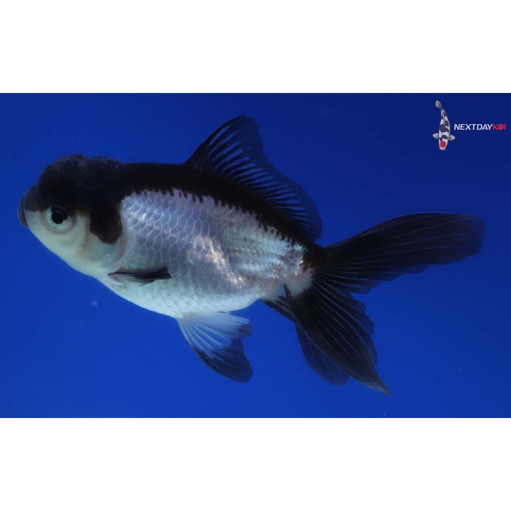 4” Imported Panda Oranda