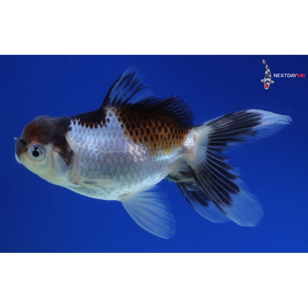 4” Imported Tri Color Panda Oranda