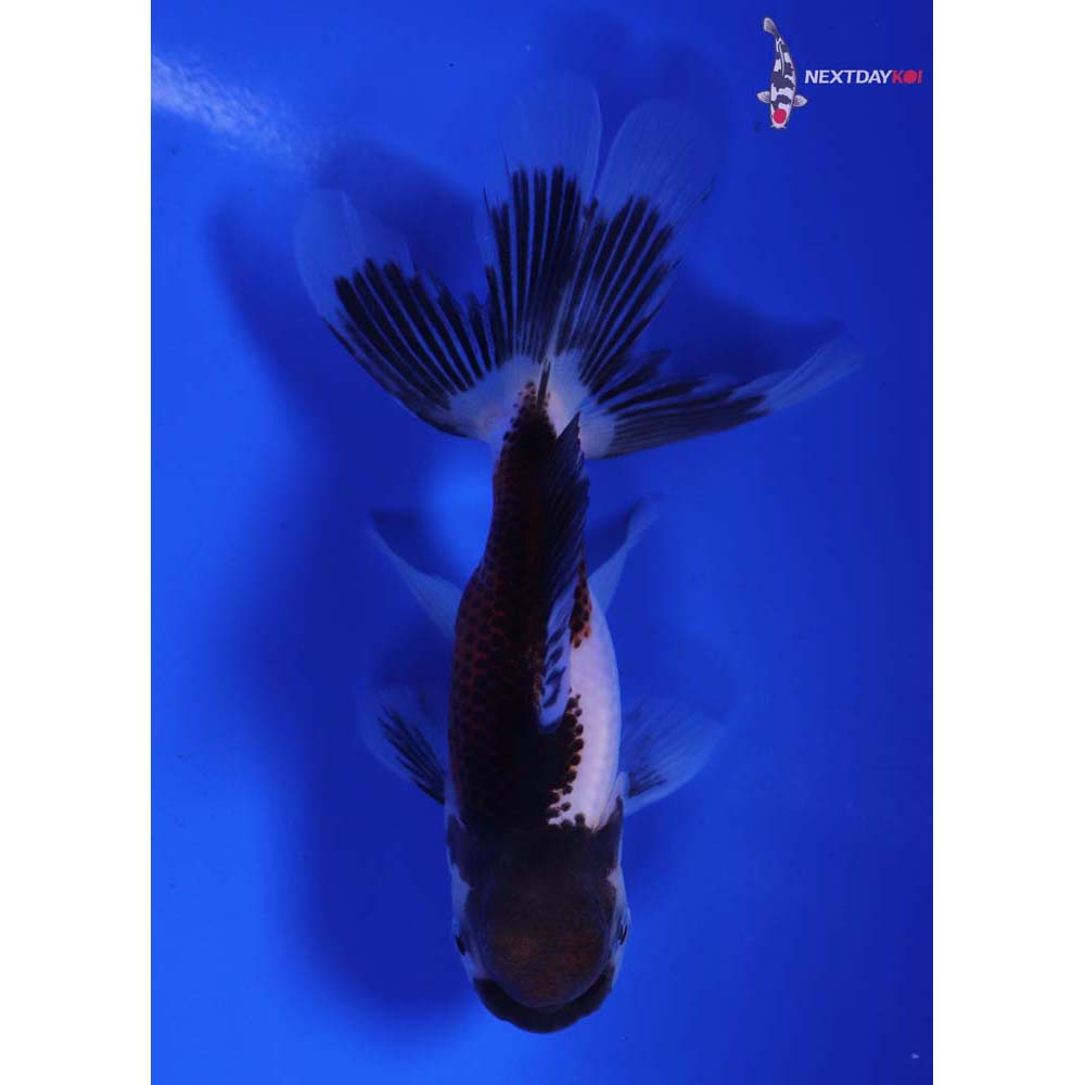 4” Imported Tri Color Panda Oranda