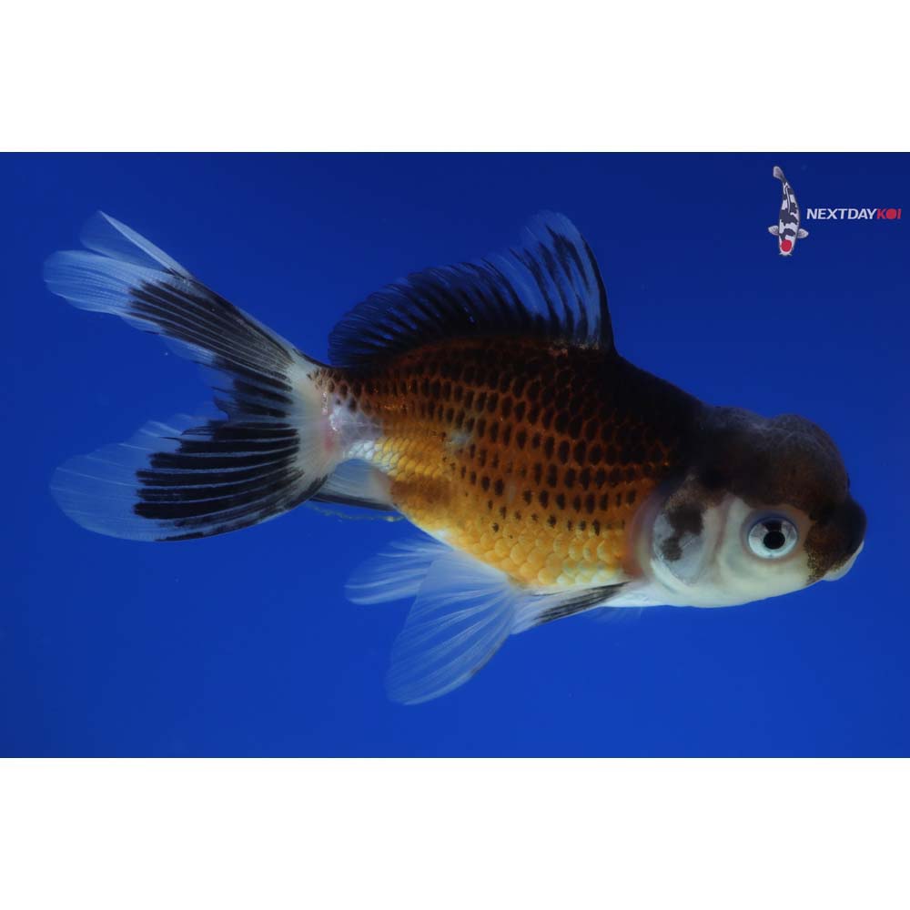 4” Imported Tri Color Panda Oranda