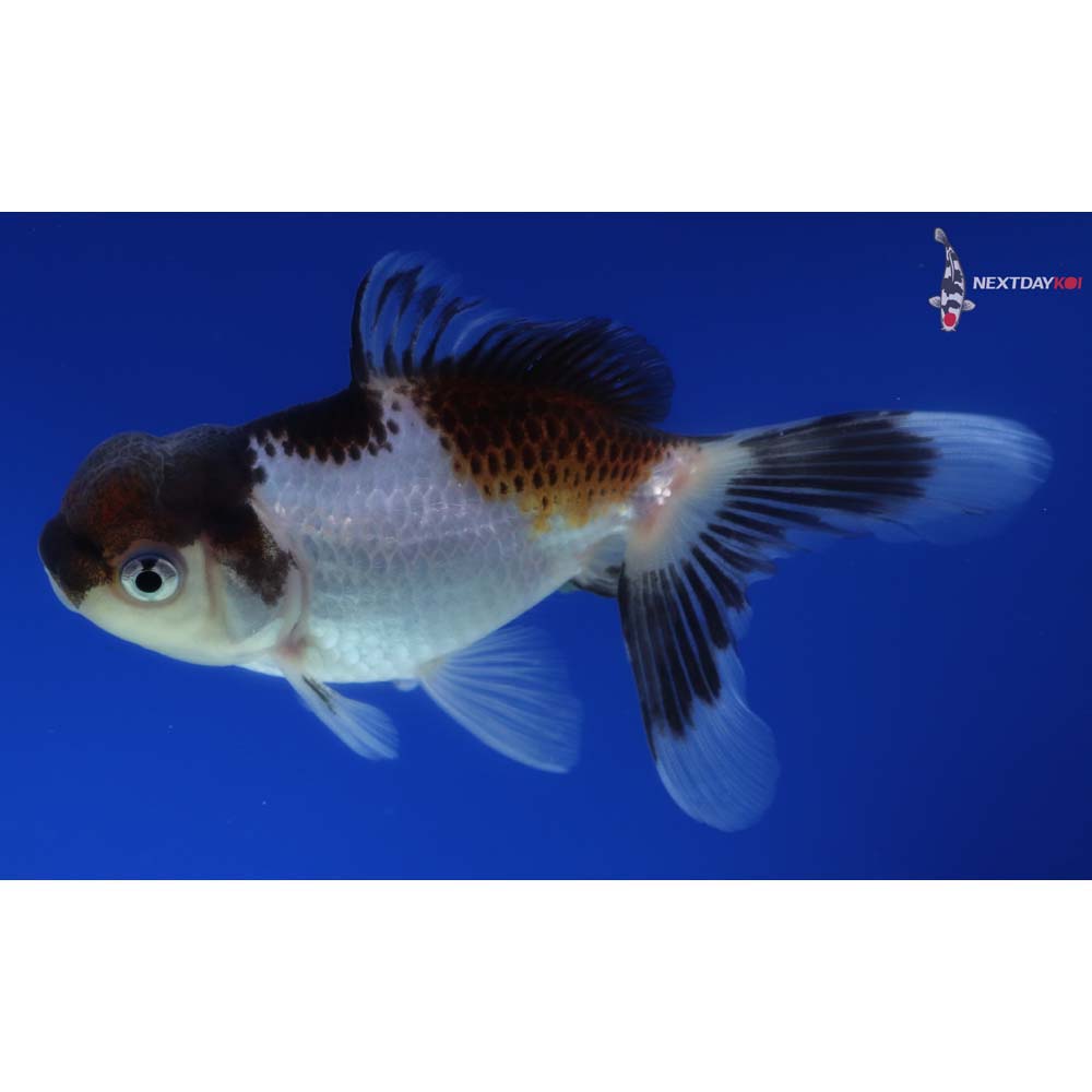 4” Imported Tri Color Panda Oranda
