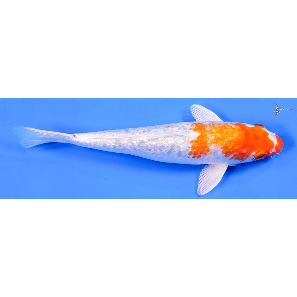 9” Imported Gin Rin Hariwake