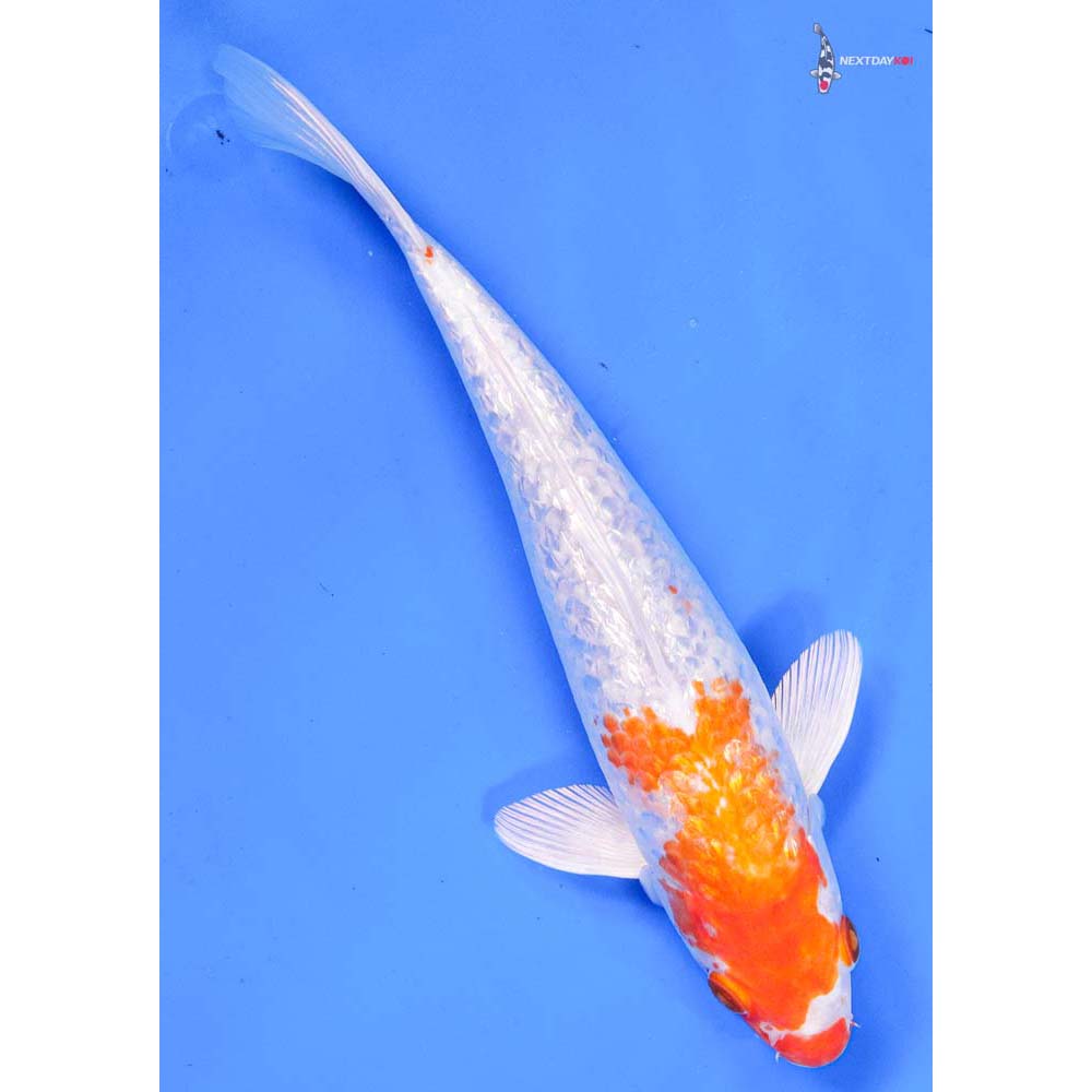 9” Imported Gin Rin Hariwake