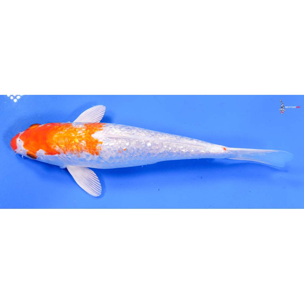 9” Imported Gin Rin Hariwake