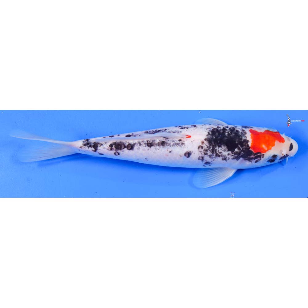 9” Imported Goshiki