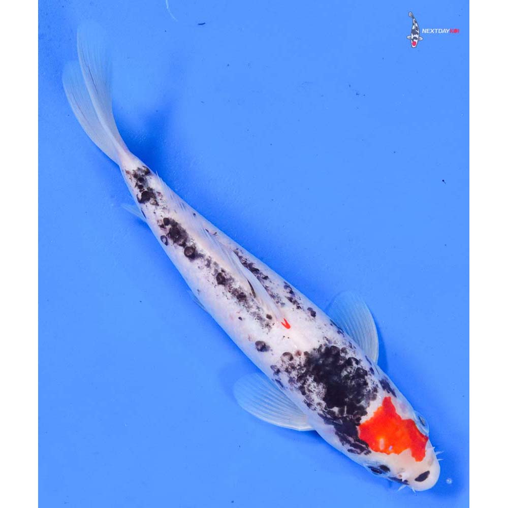 9” Imported Goshiki