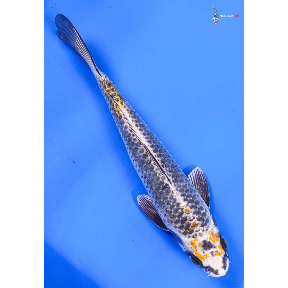 9” Imported Kujaku