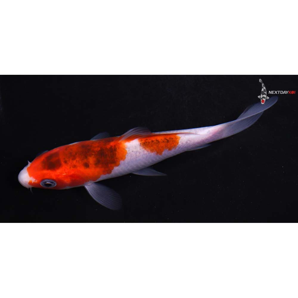 4.5” Imported Goromo