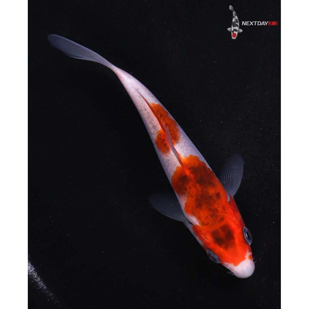 4.5” Imported Goromo