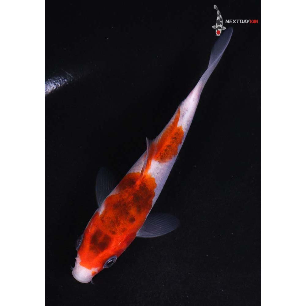 4.5” Imported Goromo