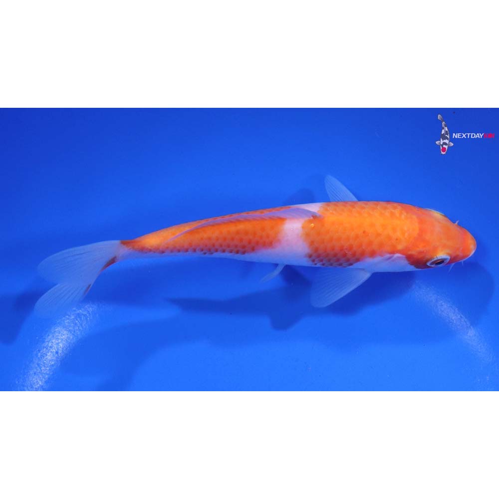 5.5” Imported Kohaku